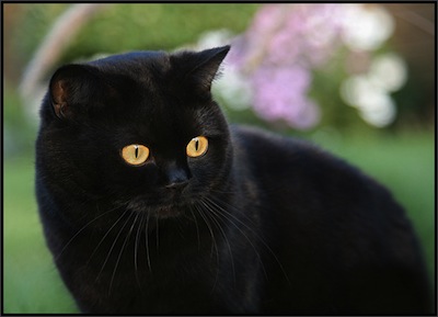 Mitos-del-Gato-Negro